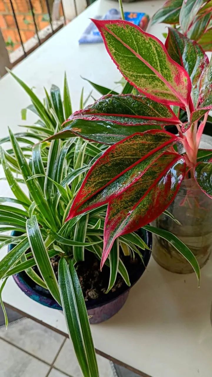 Vasos&Plants  - Foto 2