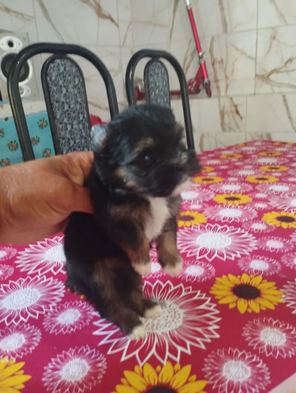 Vende se cães 