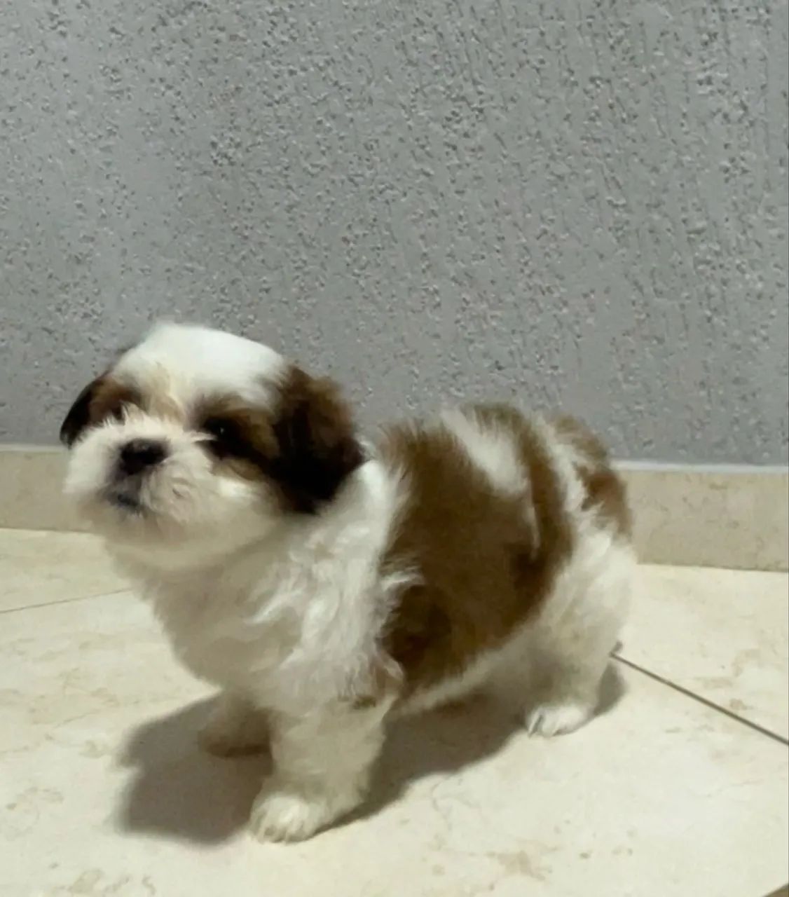 Vendo Shih Tzu - Foto 4
