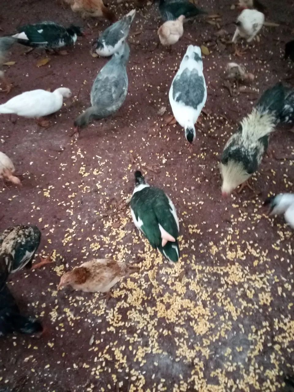 Aves  - Foto 5