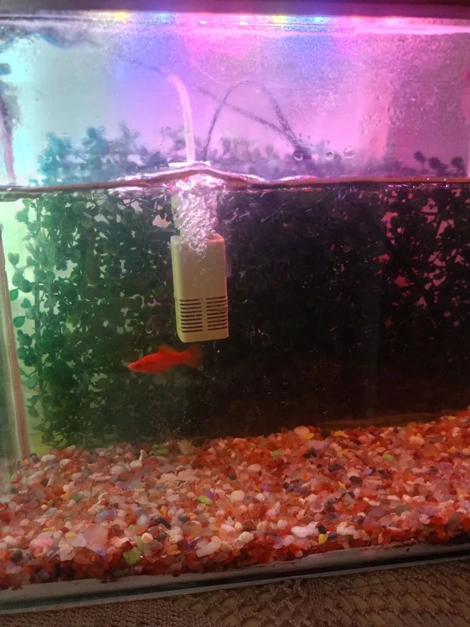 Aquário 25 litros  - Foto 2