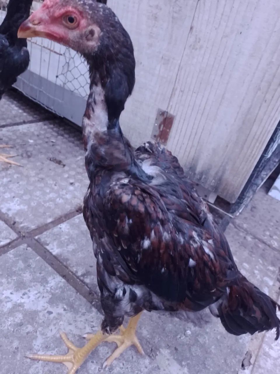 Frango de raça - Foto 3