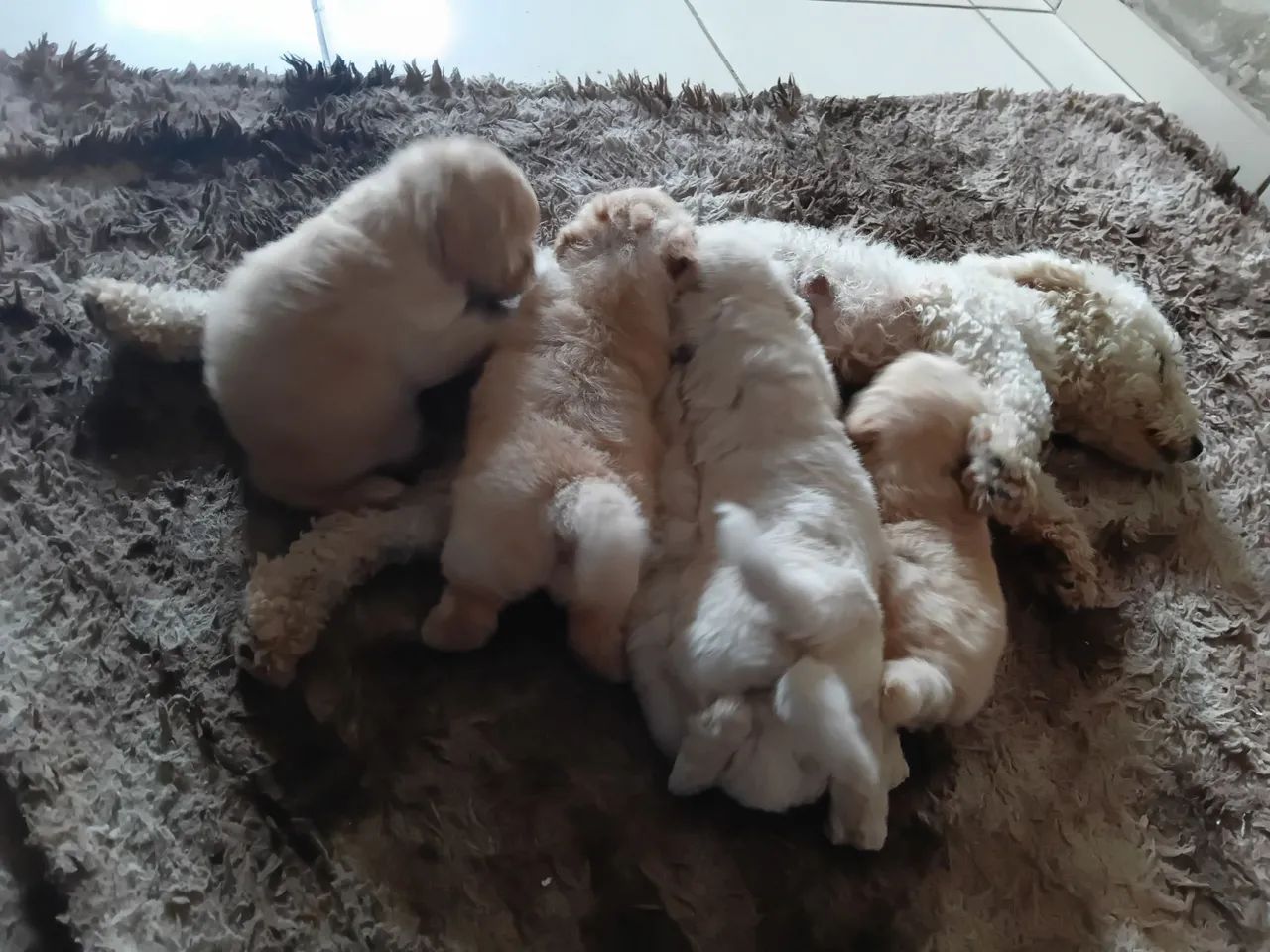 Cachorro poodle  600,00 - Foto 3