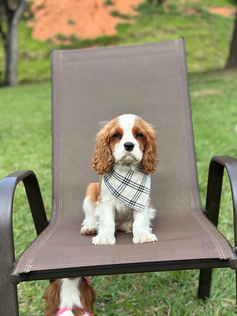 Cavalier king charles spaniel ursinho!!!