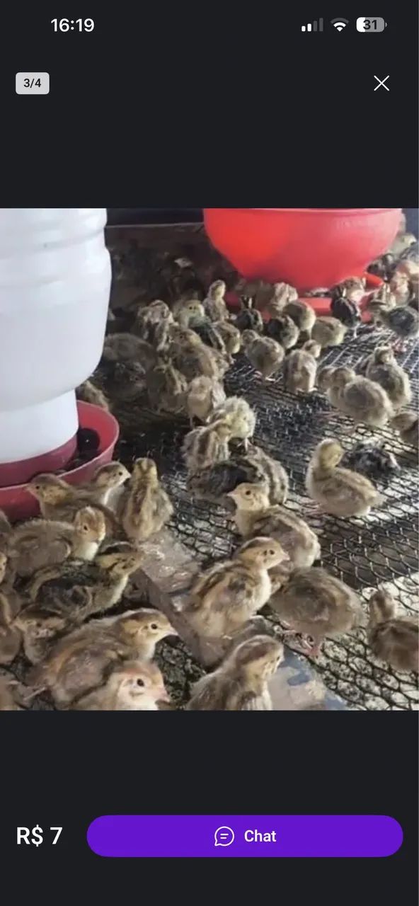 Codornas Poedeiras em Postura