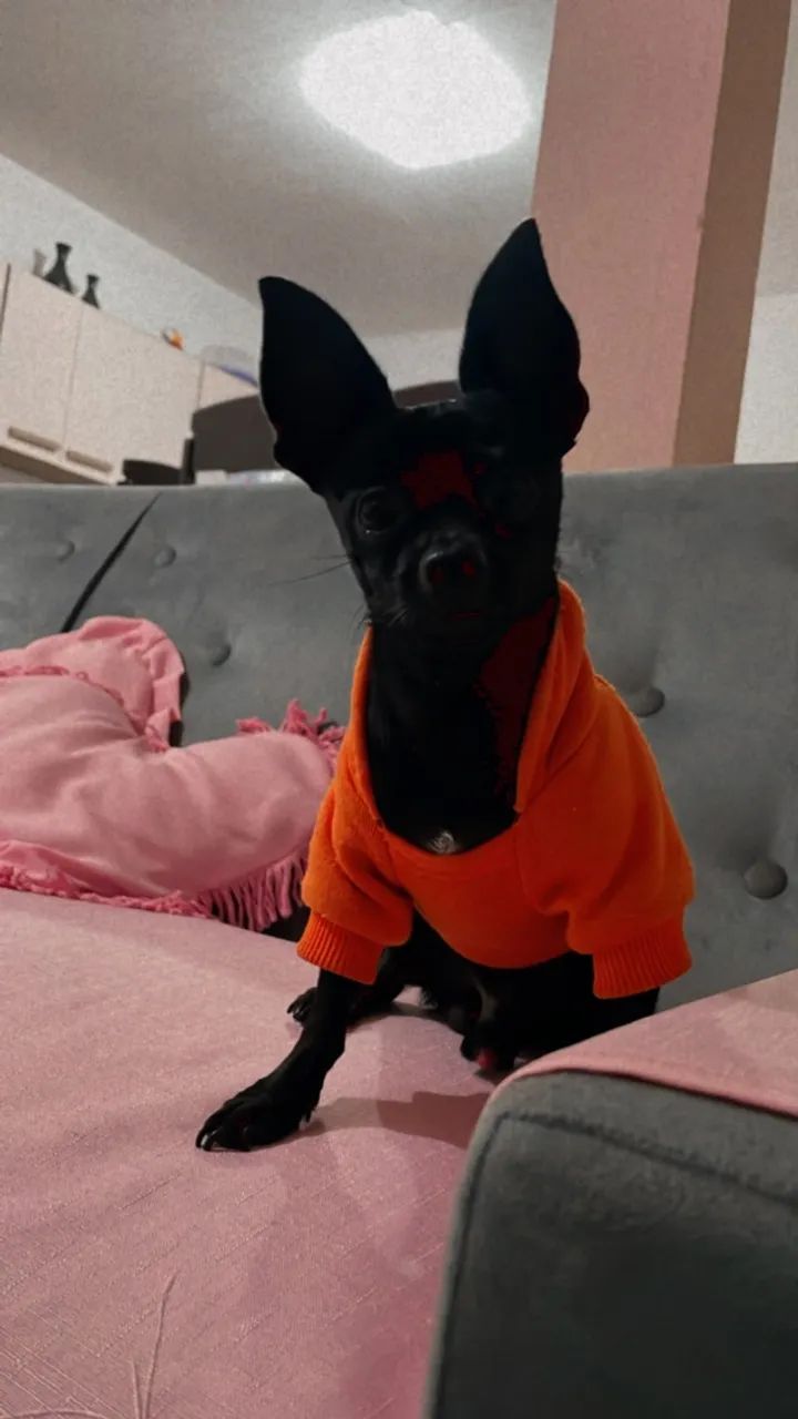 Pinscher 0 para cruzar 
