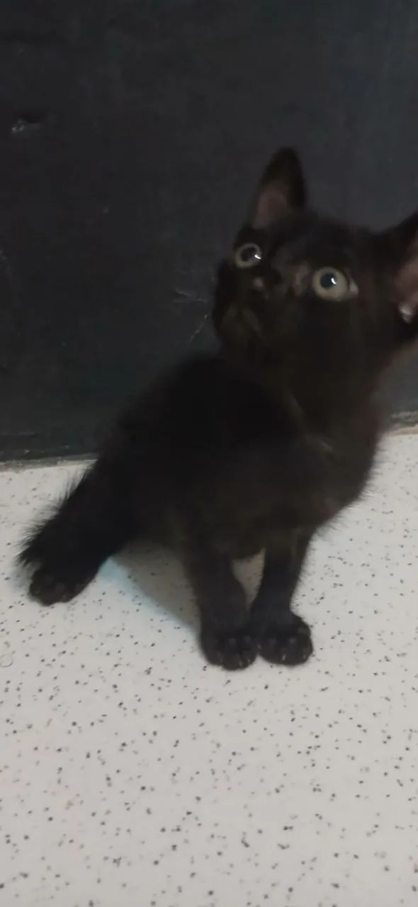 Adoção responsável  - Foto 2