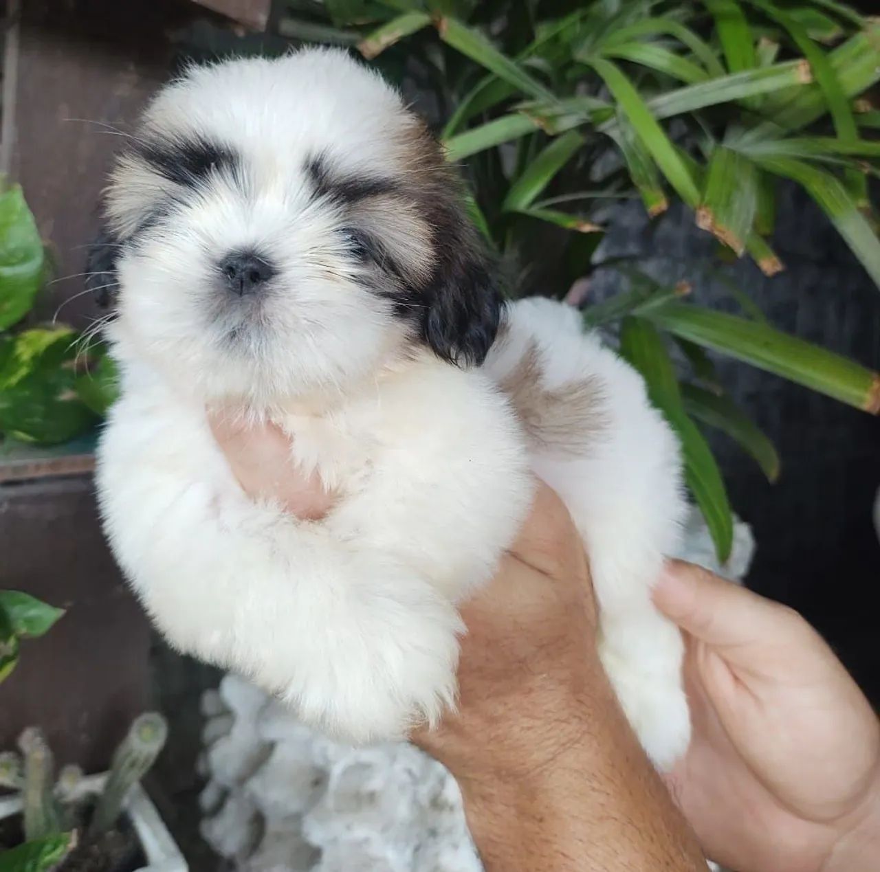 Shitzu Macho PREÇO IMPERDÍVEL 