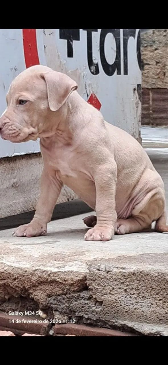 Filhotes de Monster - Foto 2