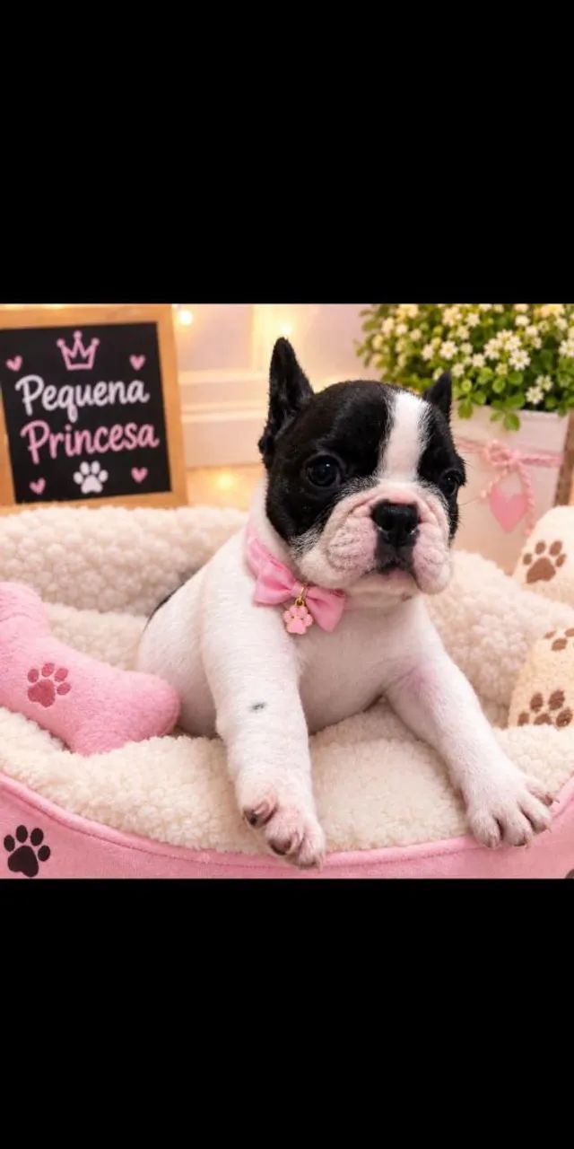 Bulldog Francês - Foto 2