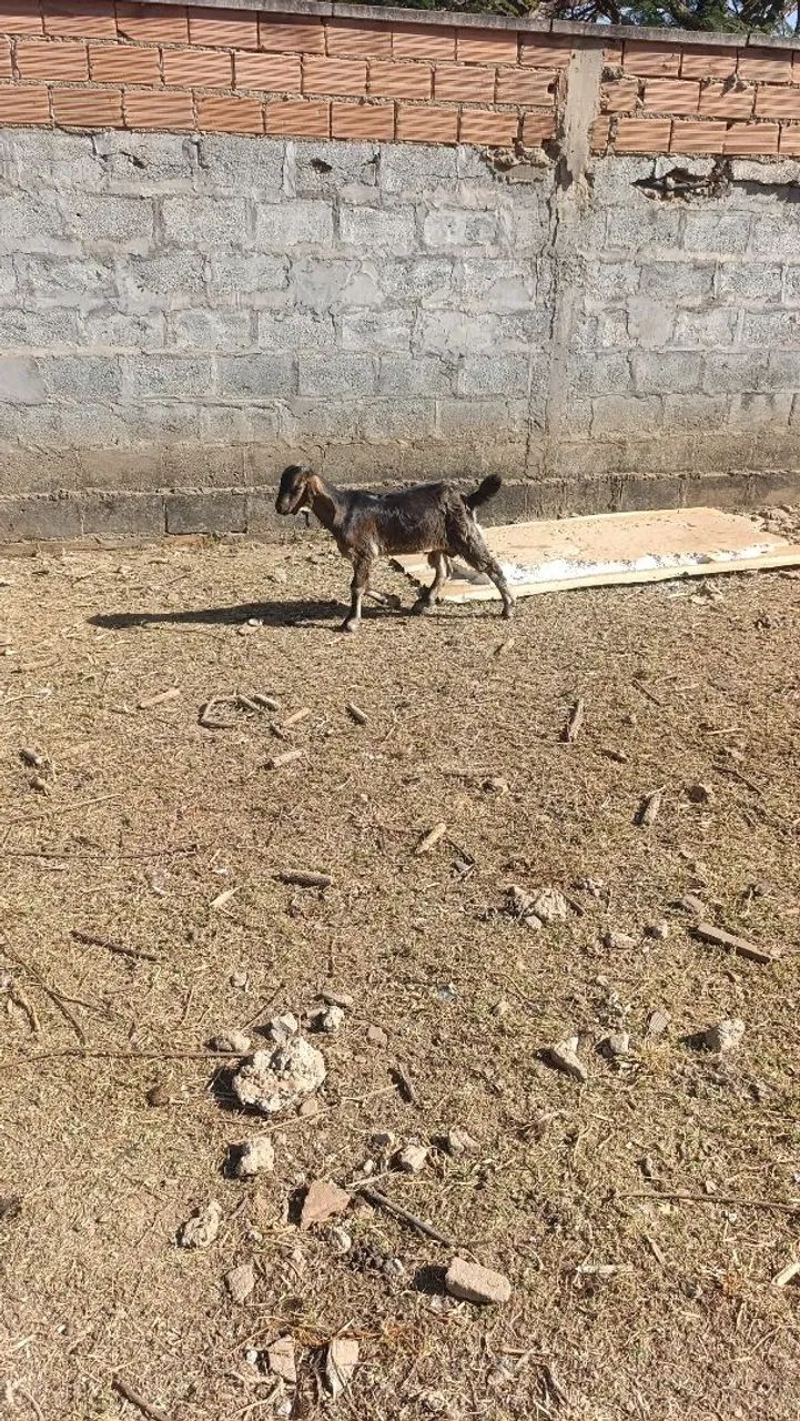 Cabra e cabrito  - Foto 6