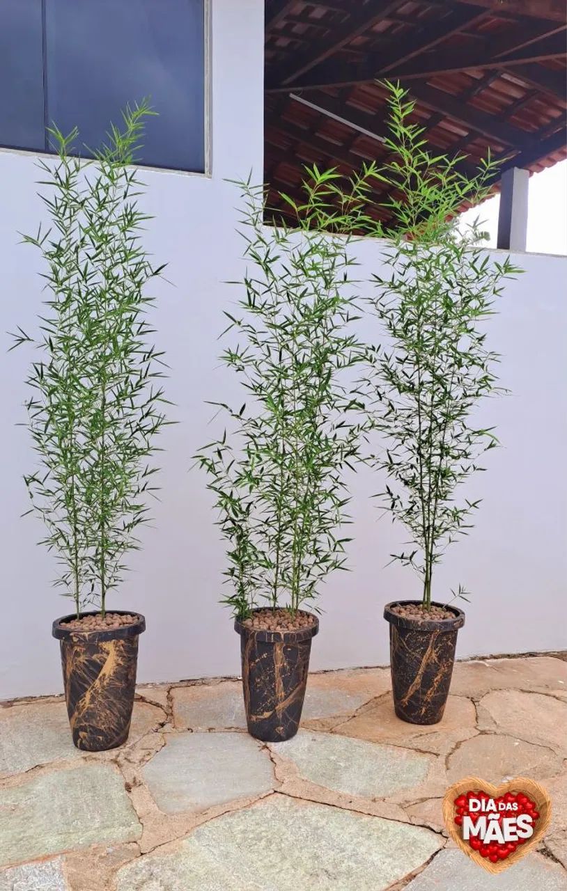 Bambú Mossô no vaso completo!! Mega promoção R$139,99 - Foto 3