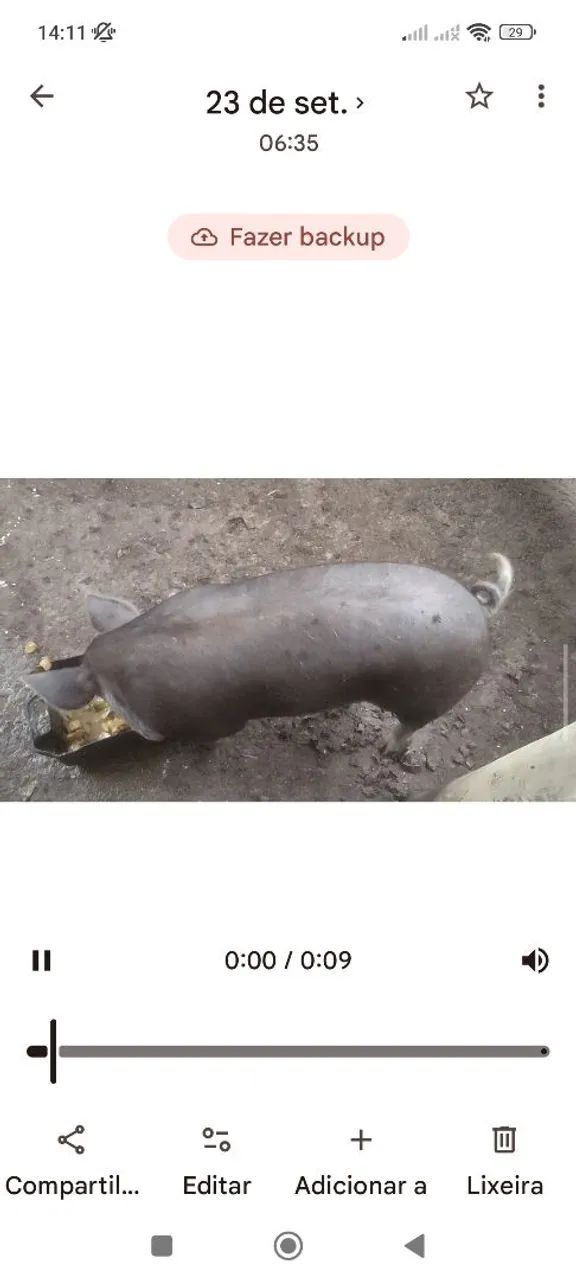 Porcos ? - Foto 2