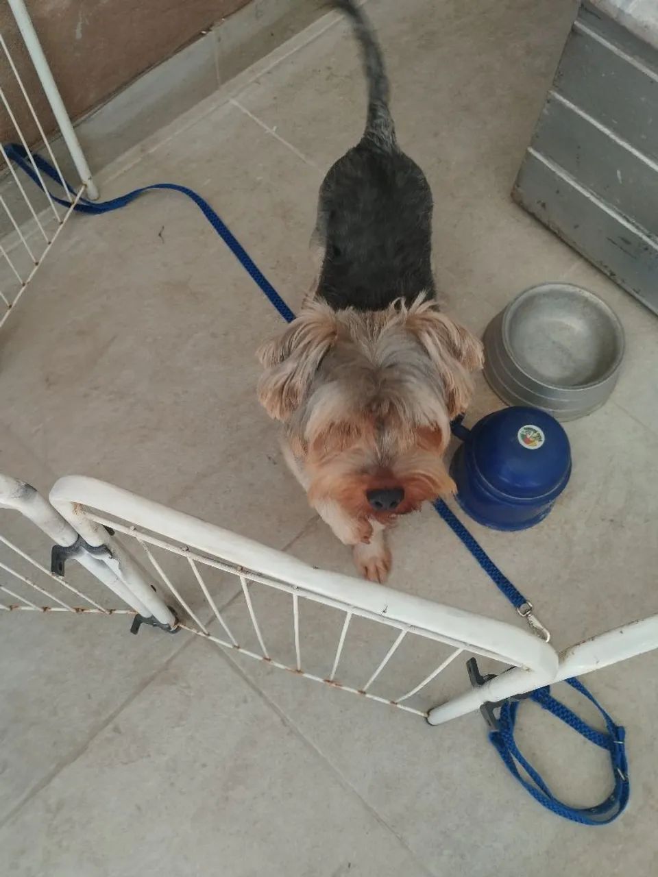 Yorkshire Terrier  - Foto 5