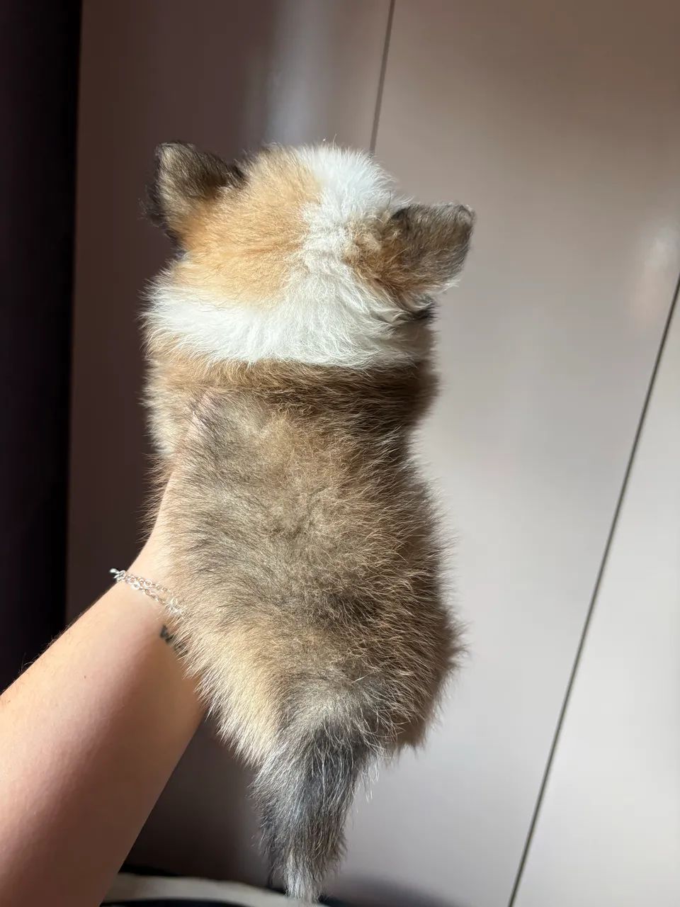 Filhote de Lulu da Pomerania  - Foto 2