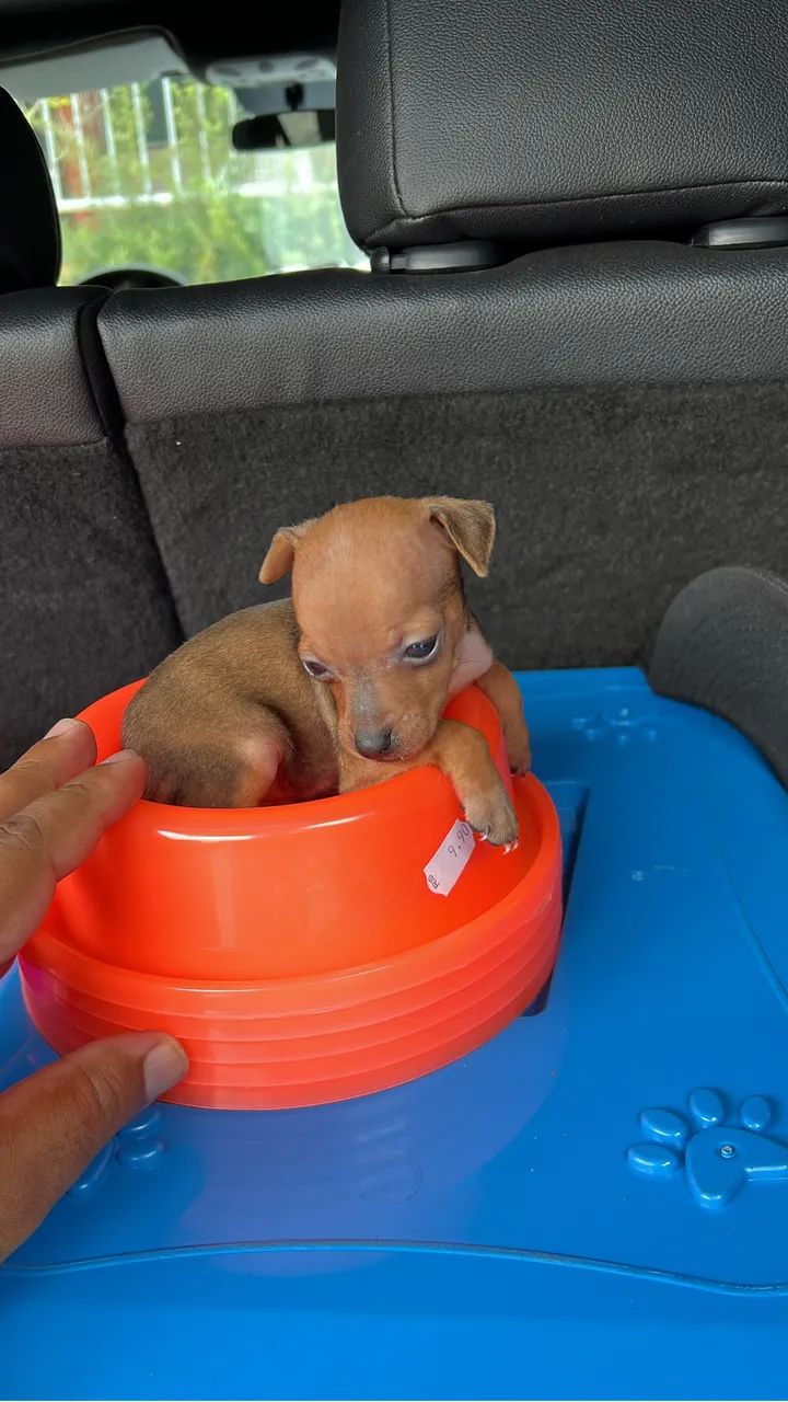 Pinscher 00