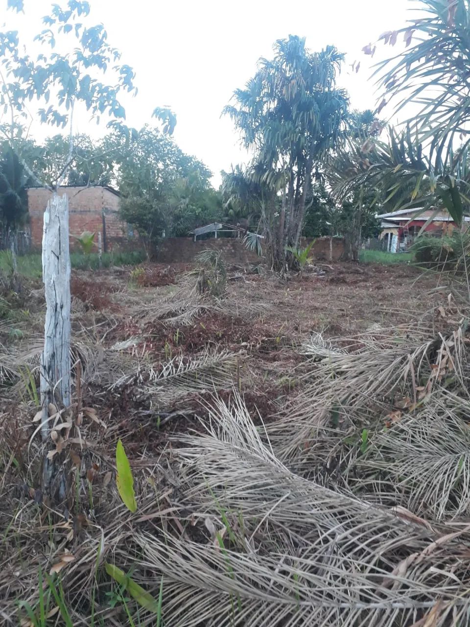 Foto - Colares - 