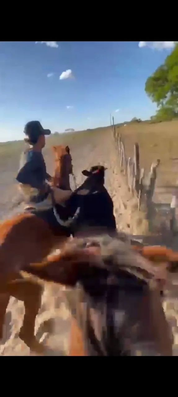 Vendo cavalo de direita pronto! - Foto 2