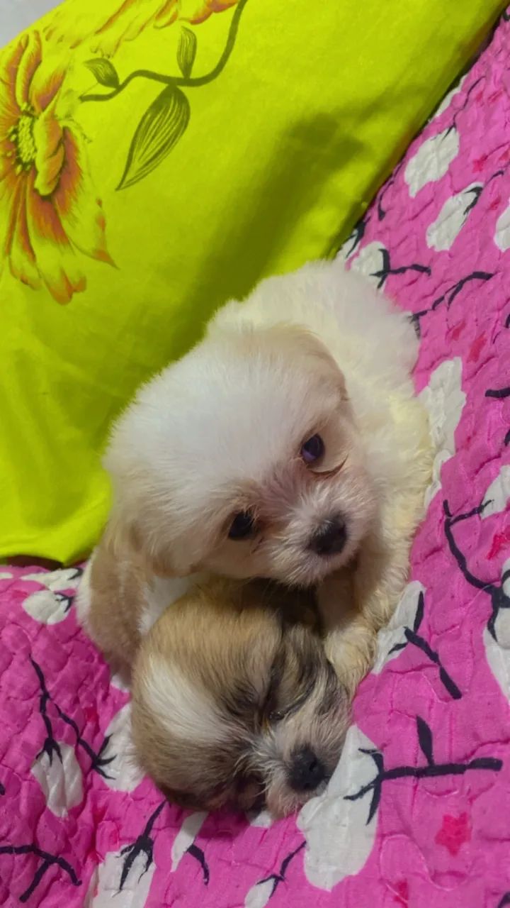 Filhote Shihtzu  - Foto 5