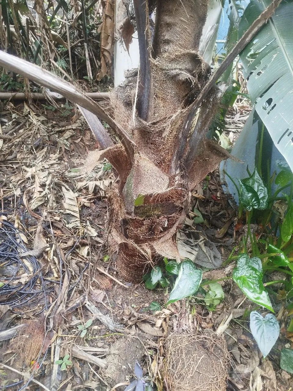 Coqueiro grande  - Foto 4