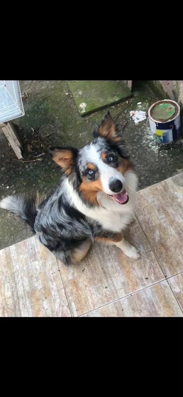 Border collie filhotes machos