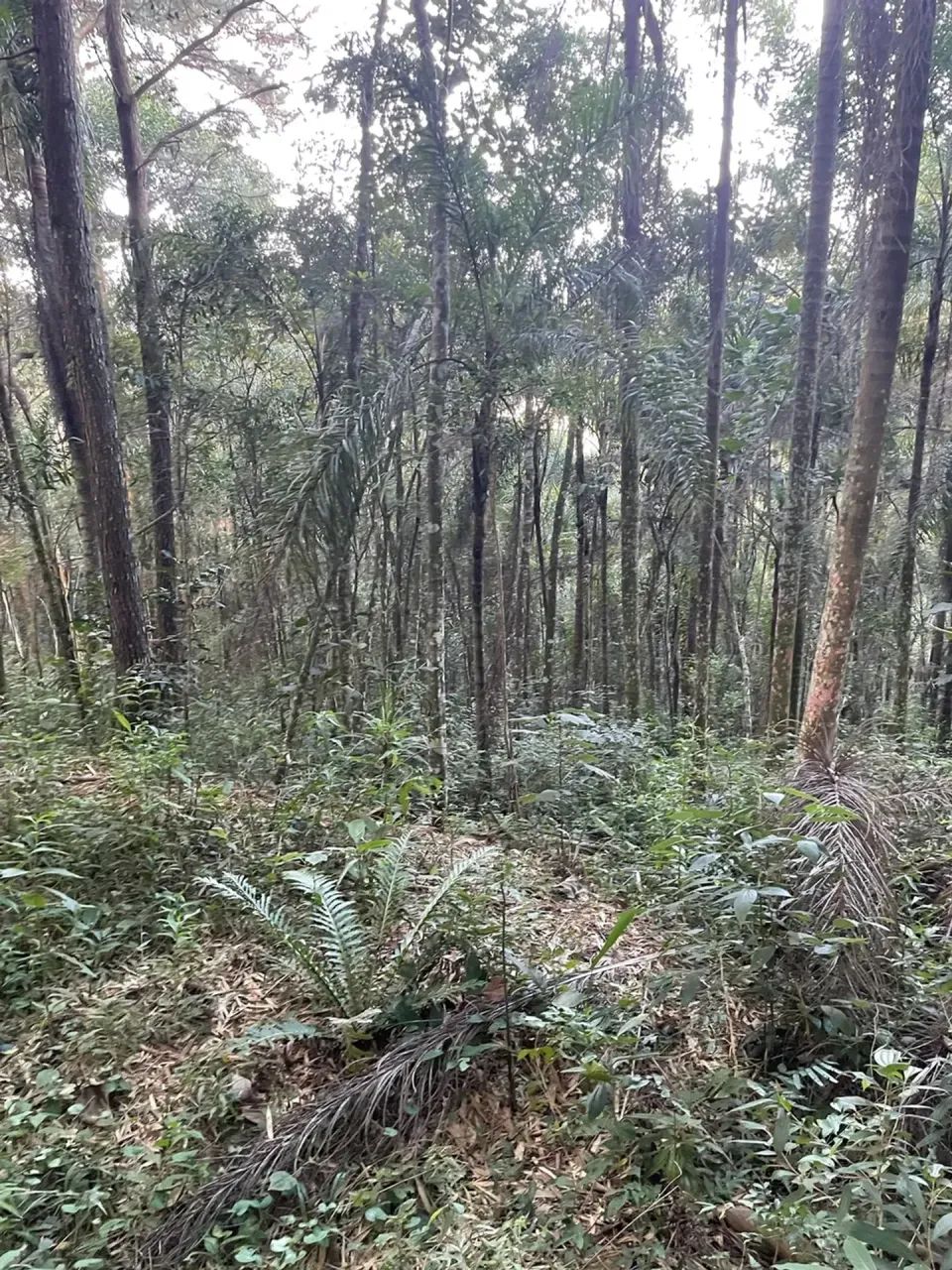 Mairipora 1250m Declive - Foto 3