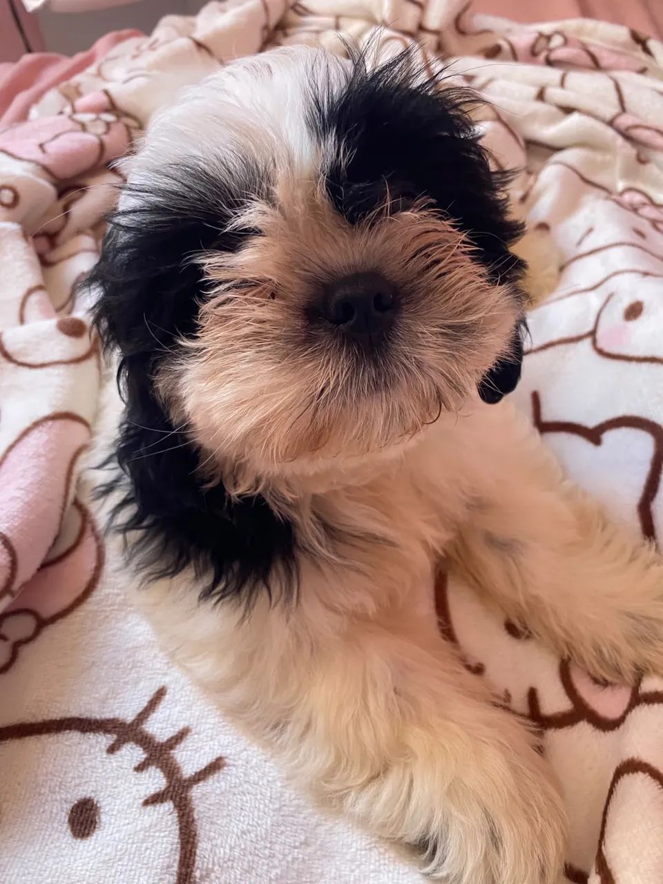 Shihtzu fêmea 