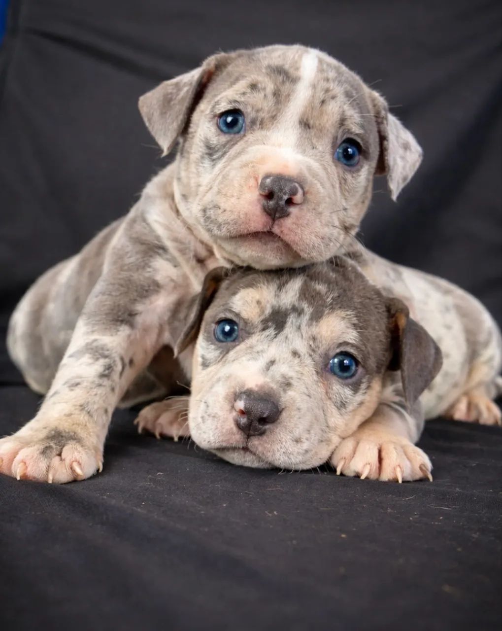 American bully - micro Fêmeas 