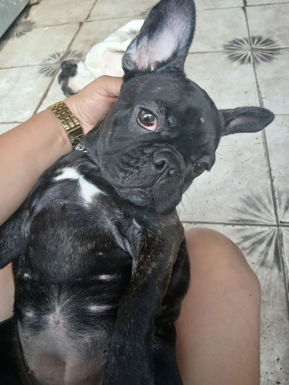 Buldogue frances vendo  - Foto 4