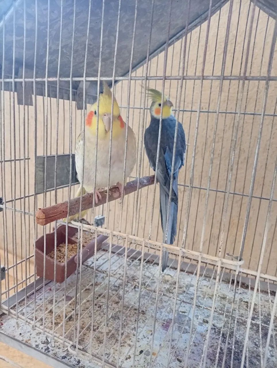 Vendo gaiola pra calopsita 