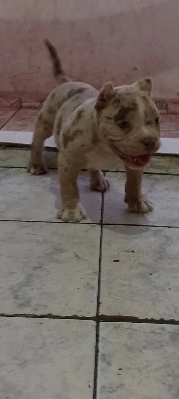 Cachorra fêmea  - Foto 3