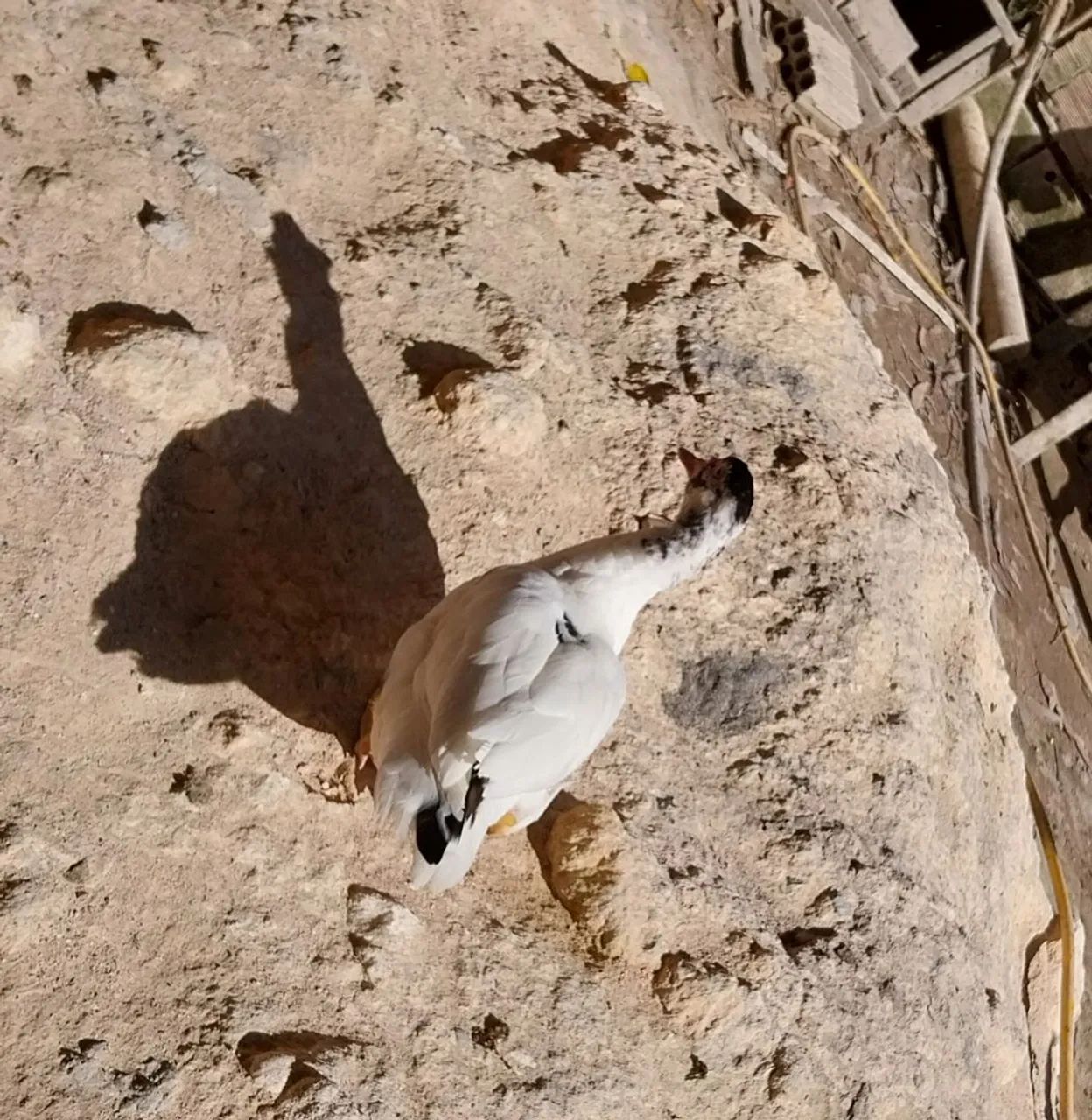 Patos - Foto 2