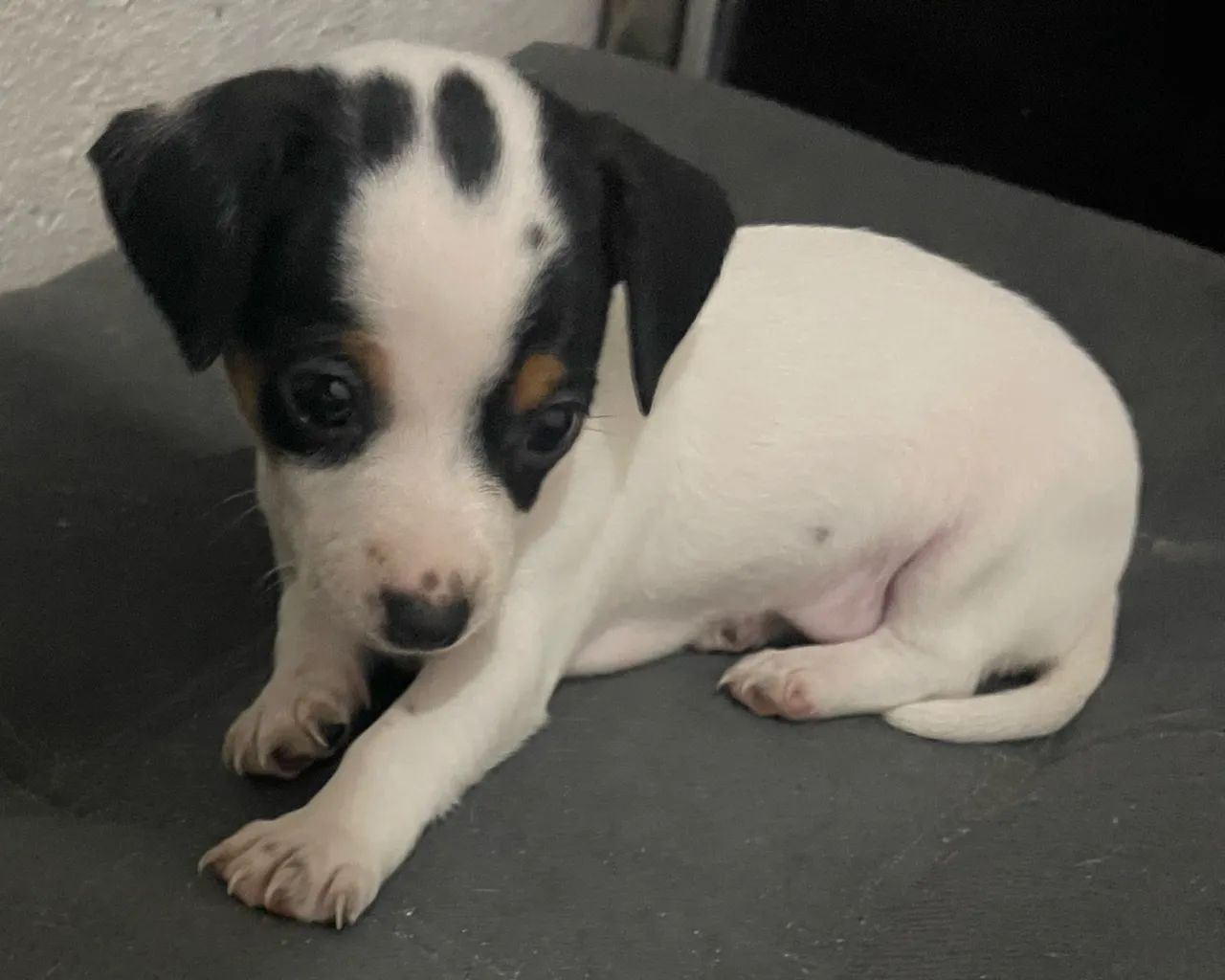 Cachorra pincher  - Foto 3