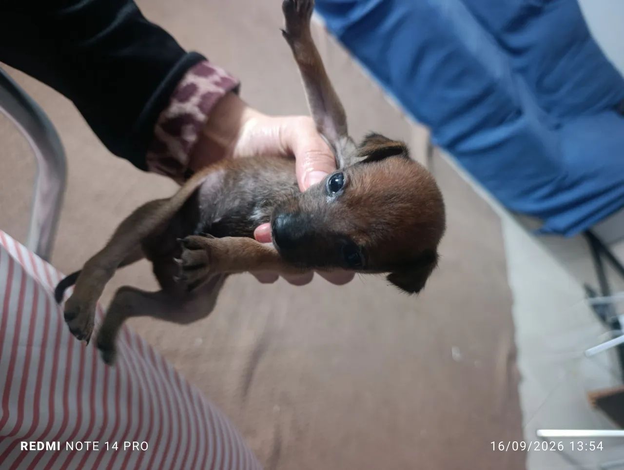 Pinscher macho  - Foto 4