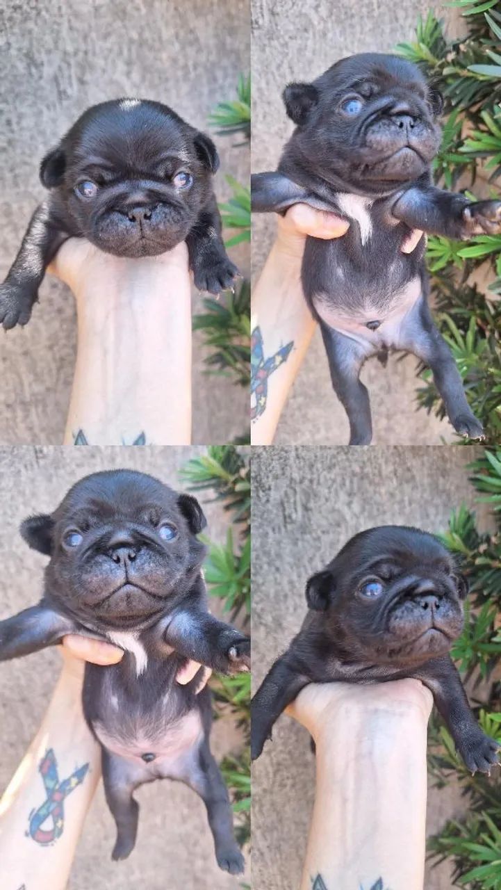 Pug - Foto 2