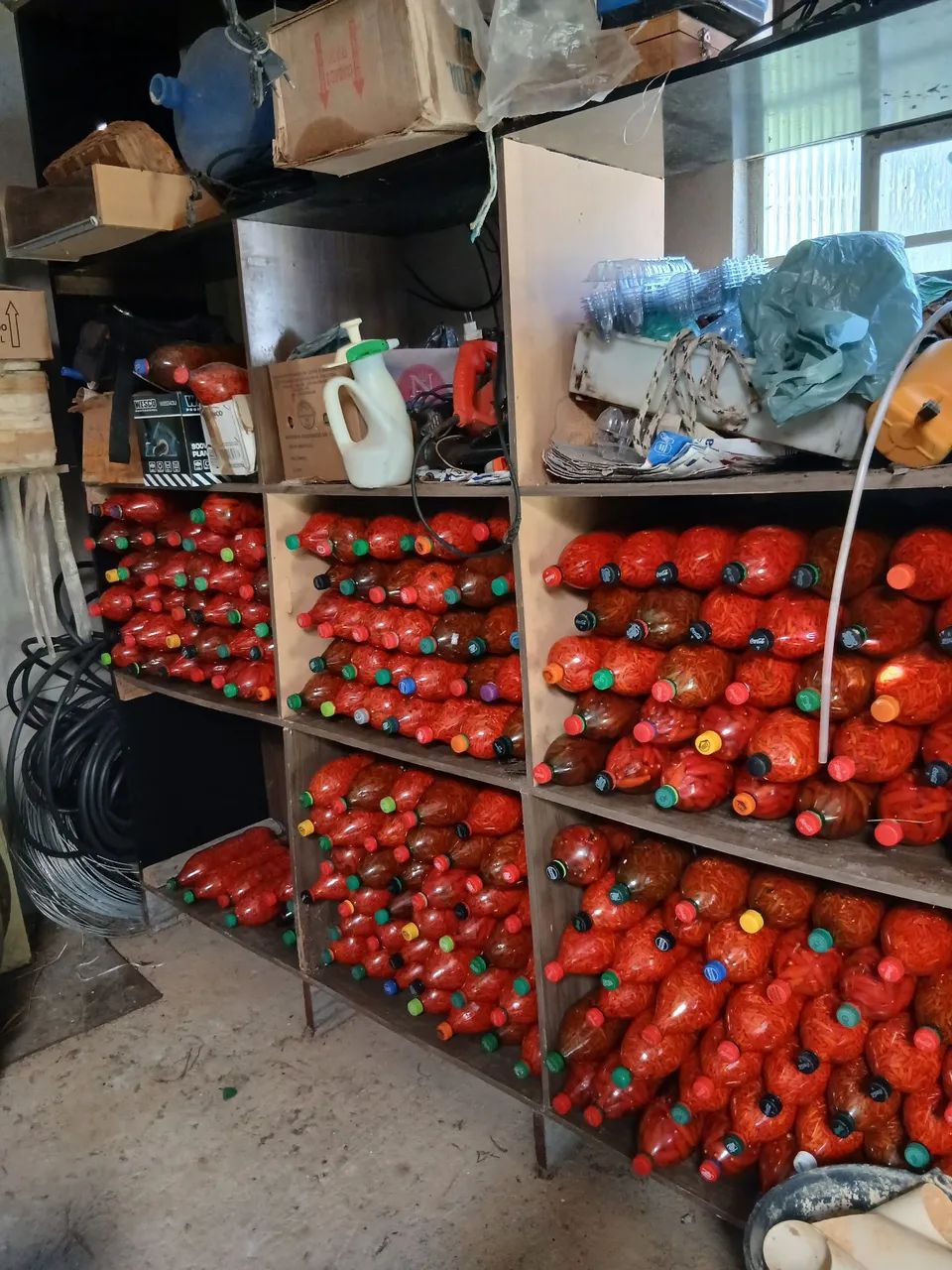 Pimenta - Foto 2