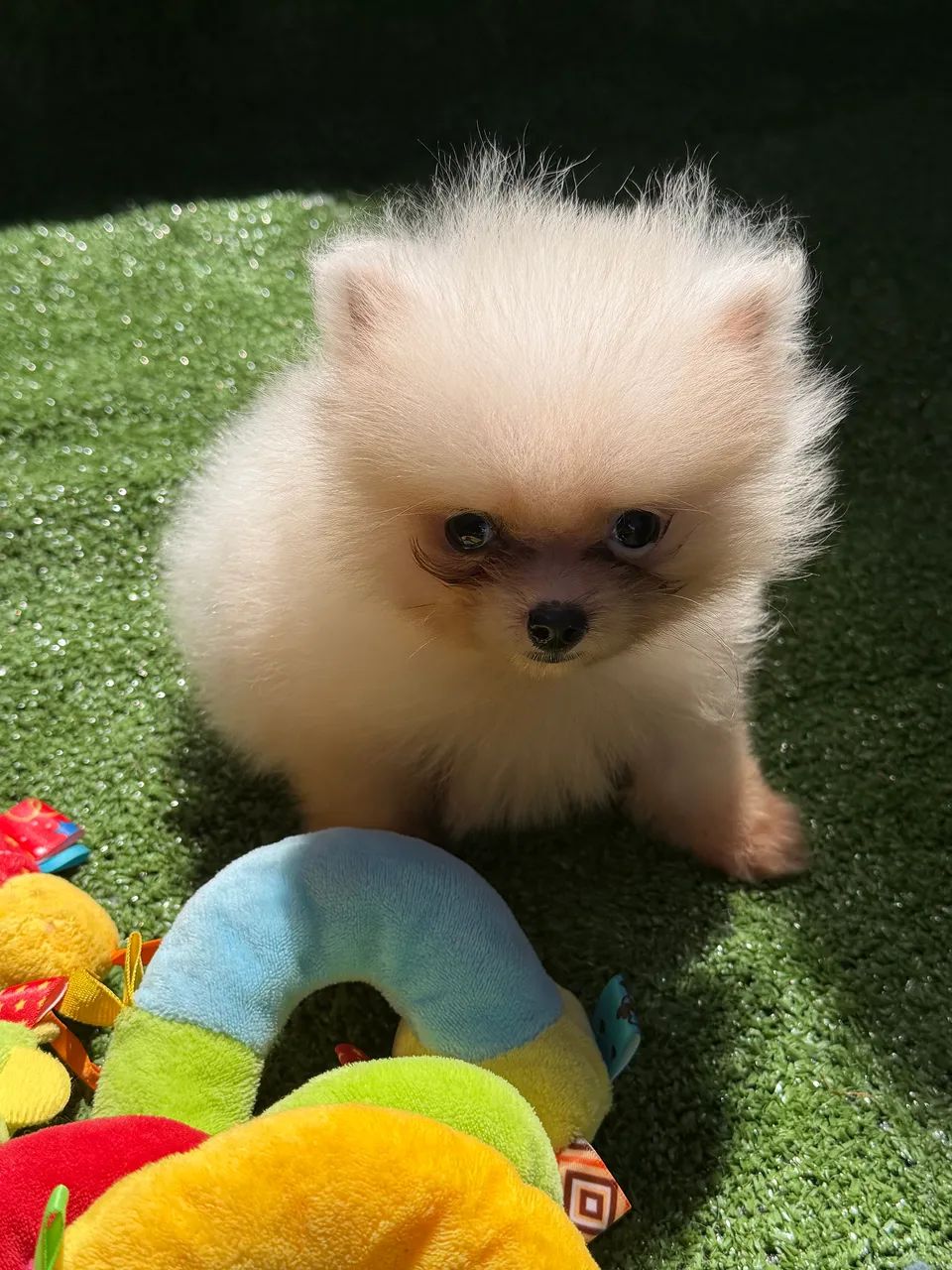 Spitz alemão  - Foto 4