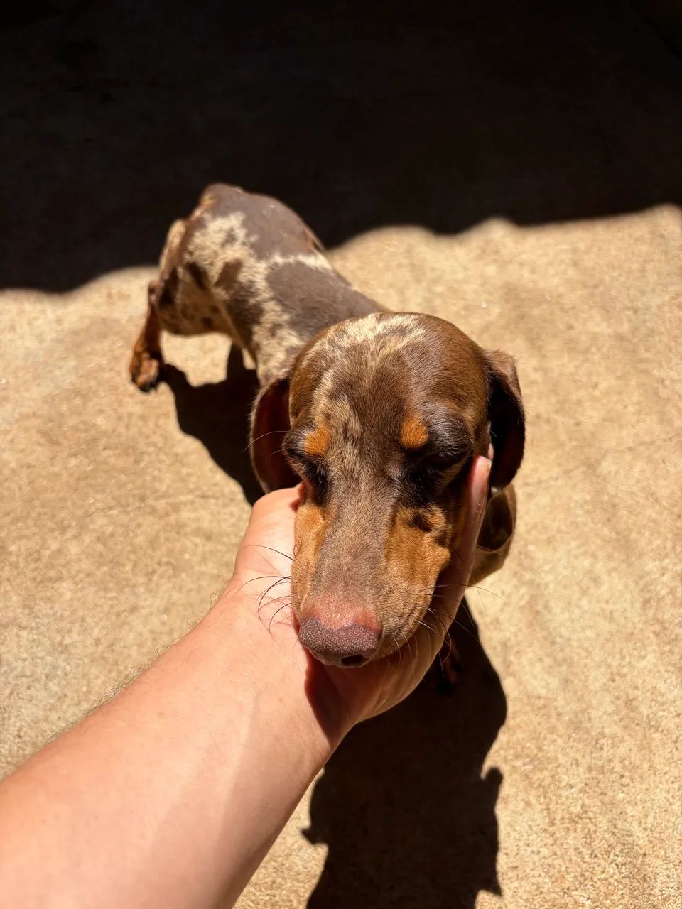 Cachorro - Foto 5