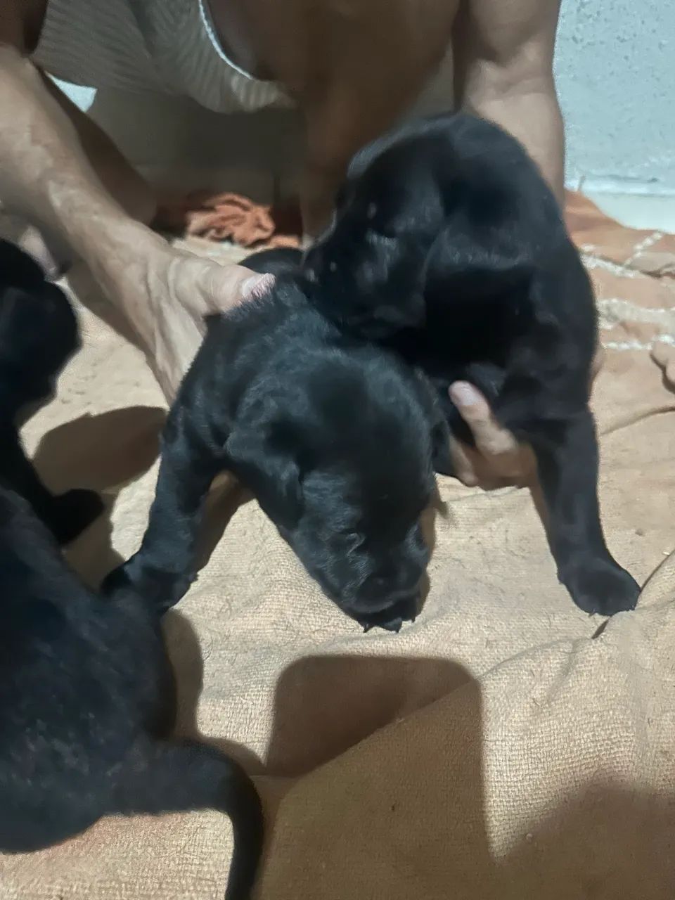 Filhote de labrador  - Foto 2