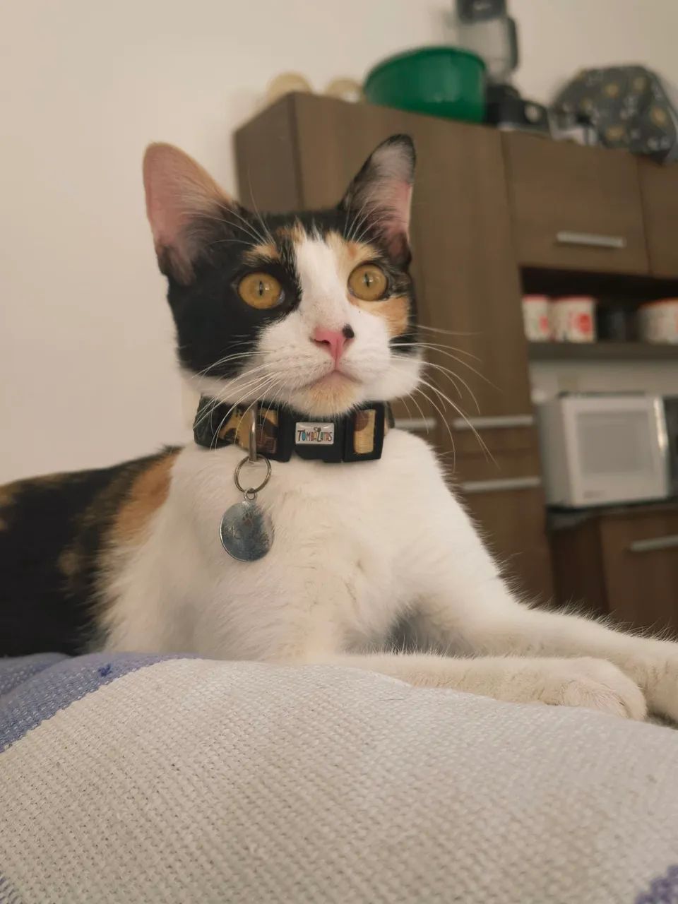 Gatas para adoção - Foto 2