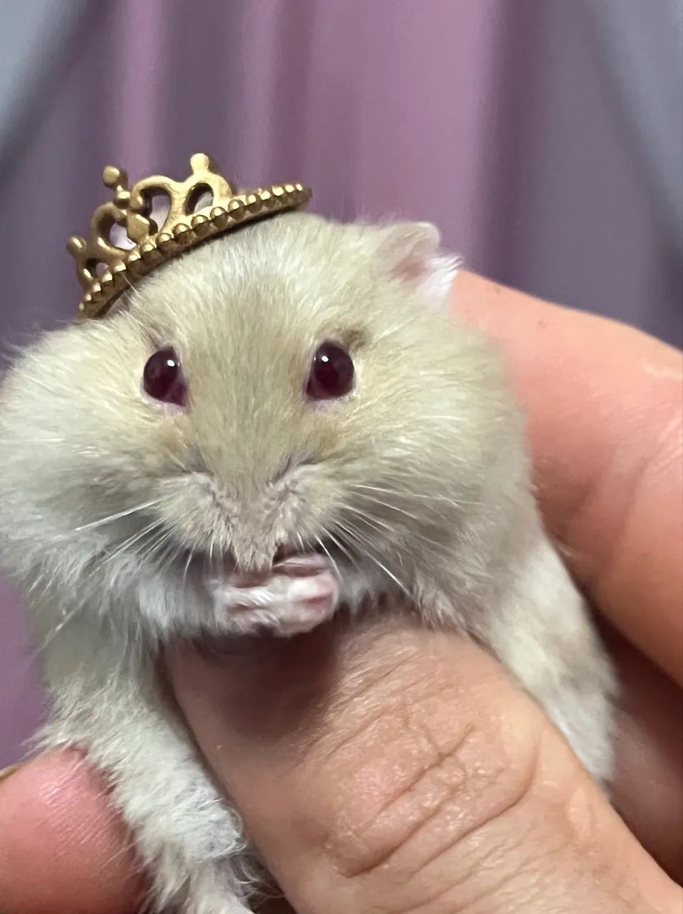 Hamster anao russo - Foto 3