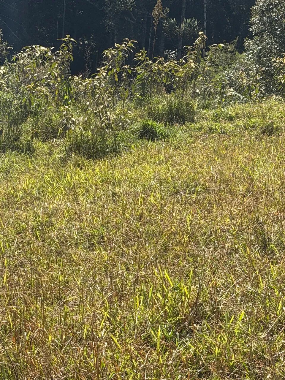 Terreno sítio em Monte Verde mg - Foto 2