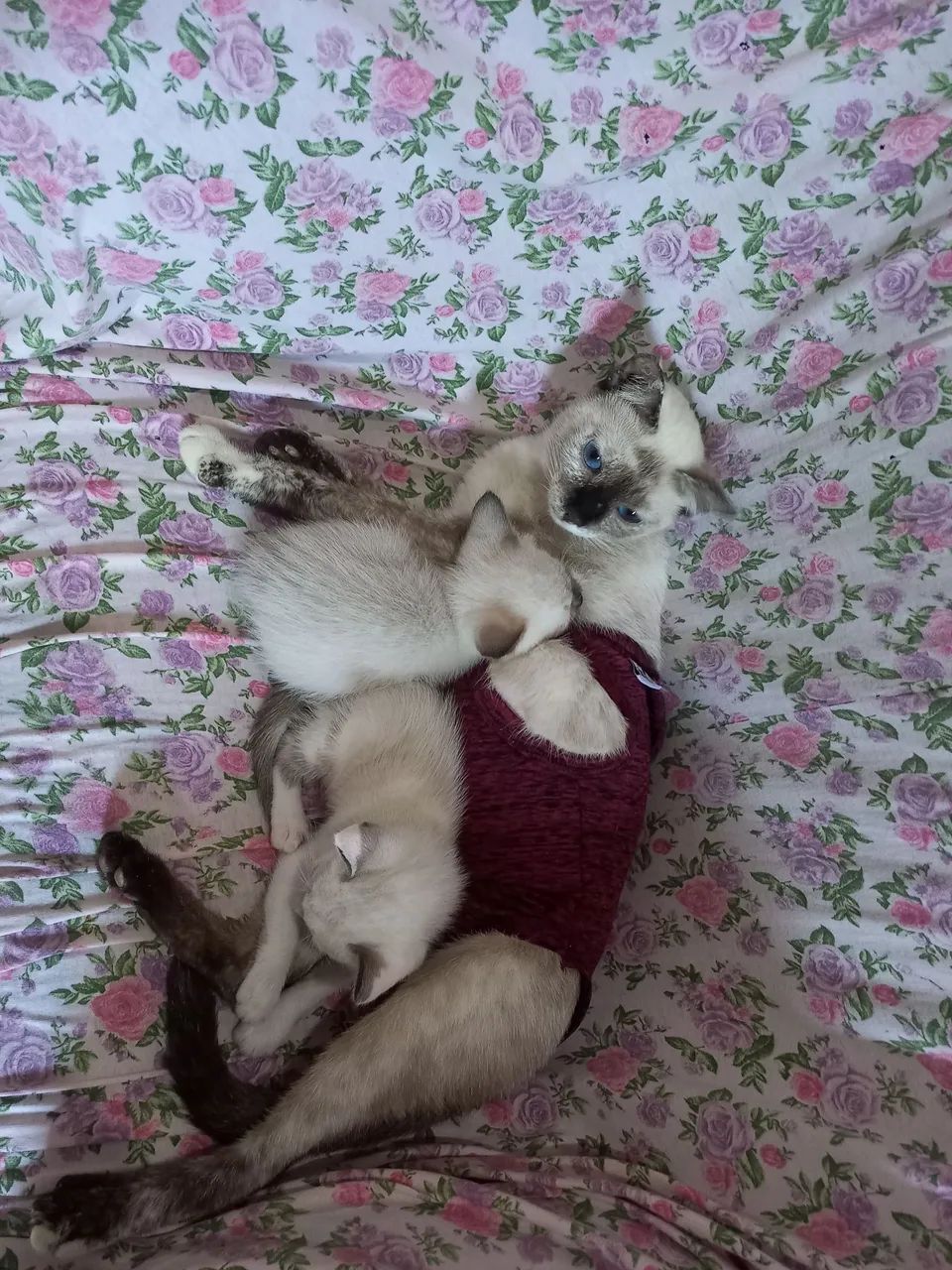 Doacao de gatinlhos - Foto 2