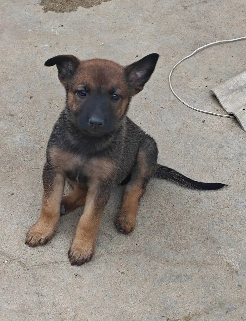 Pastor Belga Malinois - Foto 5