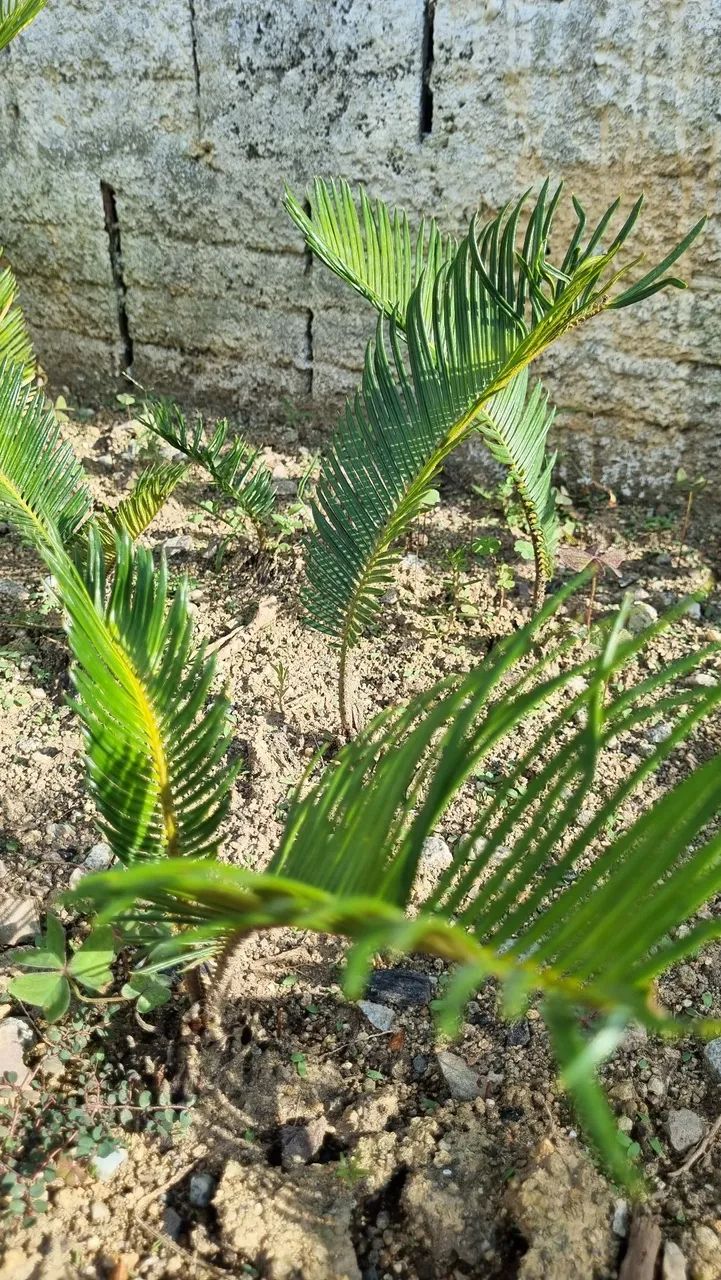 Mudas de planta Cyca - Foto 2