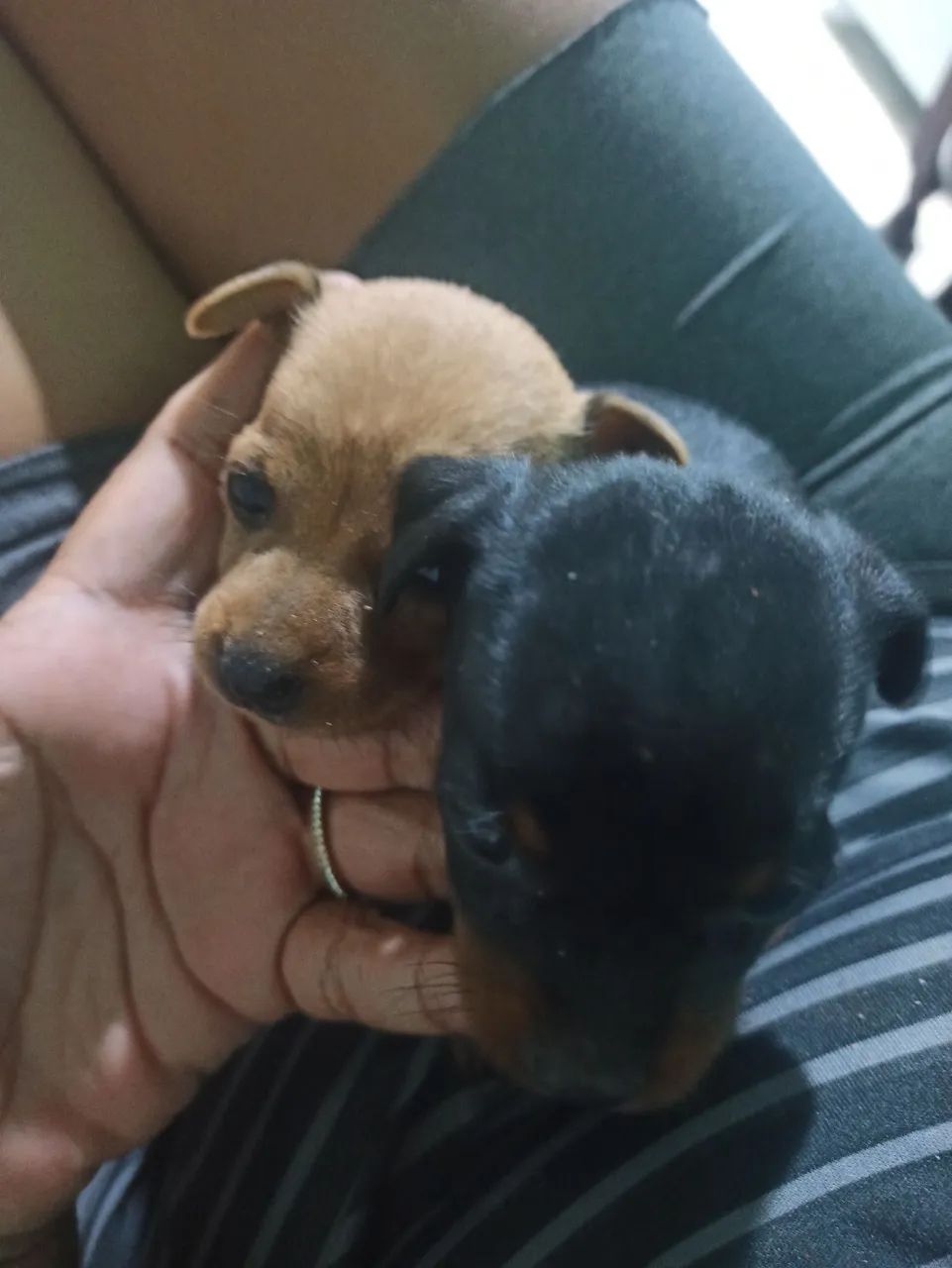 Mini pinscher  - Foto 2