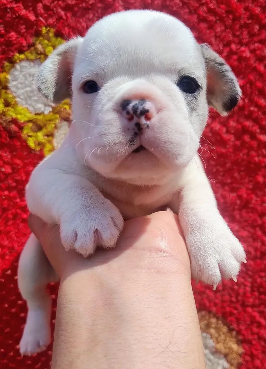 Cachorro  - Foto 2