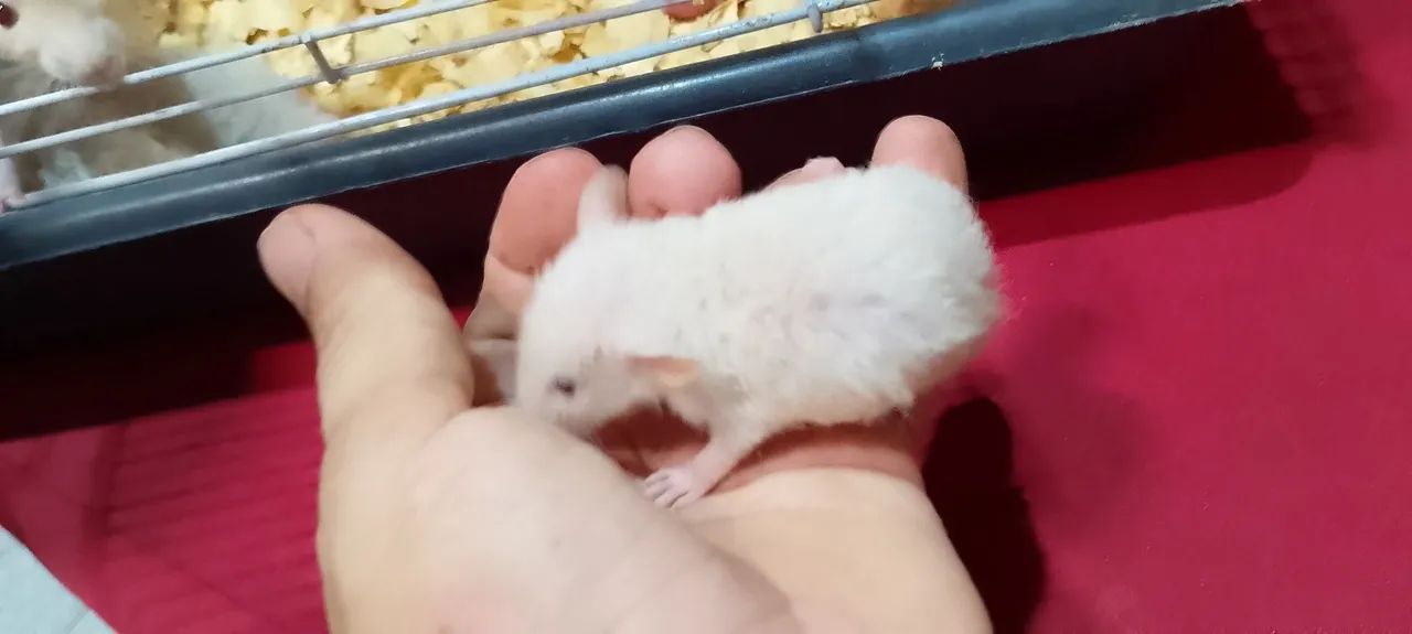 rato Dumbo manso  - Foto 3