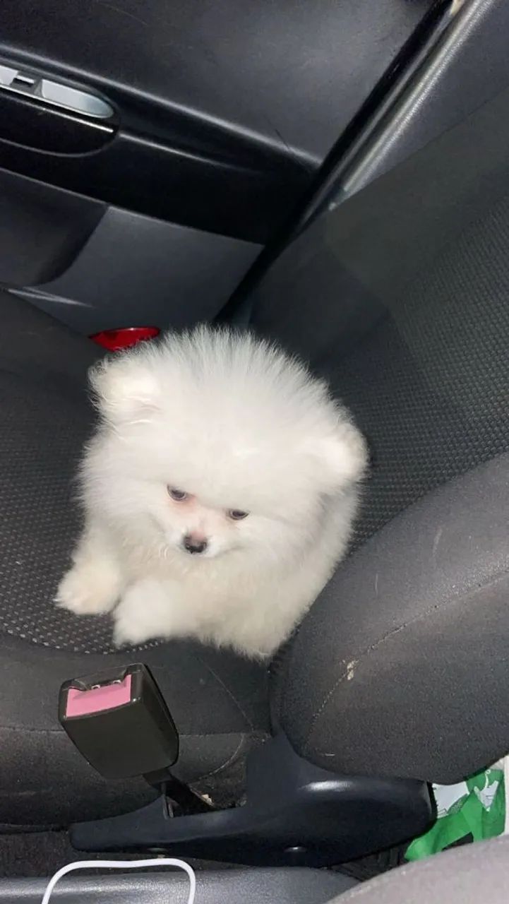Lulu da pomerania macho - Foto 2