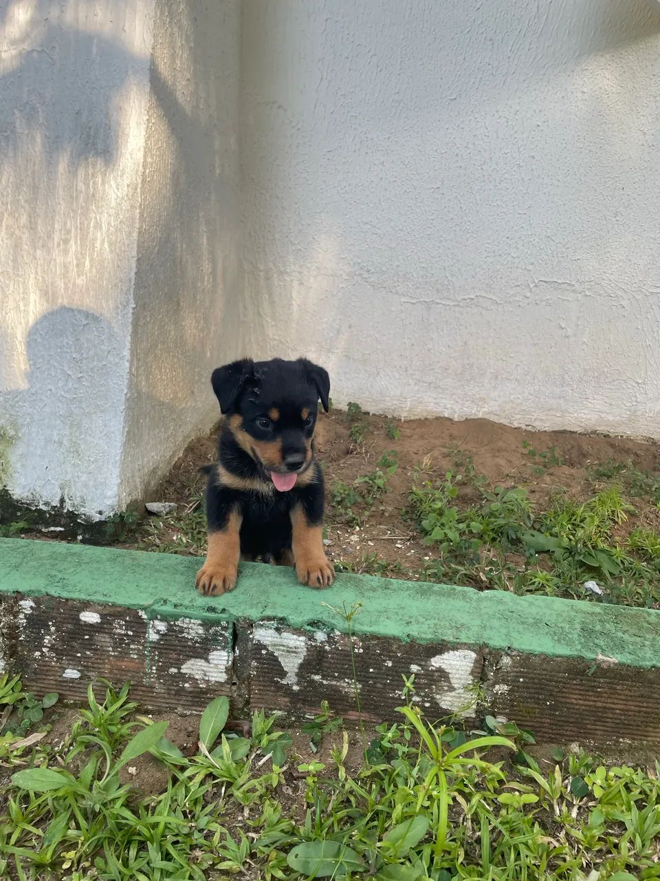 Filhotes de ROTTWEILER COM PASTOR ALEMÃO  - Foto 5